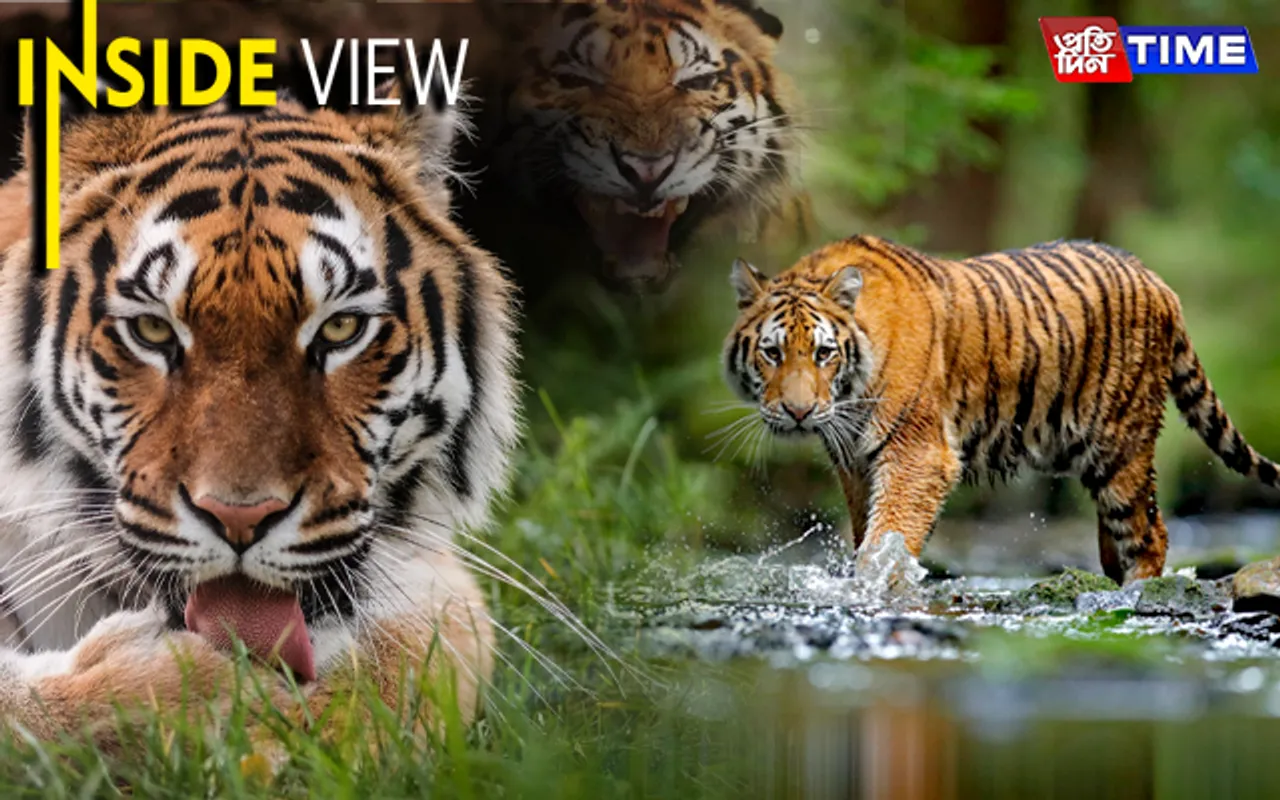 Tiger Resurgence: India Leads Way In Conservation